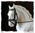 Flash bridle for model horses made by Jana Skybova